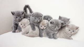 baby kitten meow meow l Newborn Kittens Meowing   @fluffylife4631