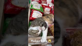 Найди кота 😺