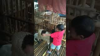 Kambing lucu buat bahan foto anak kecil #shorts