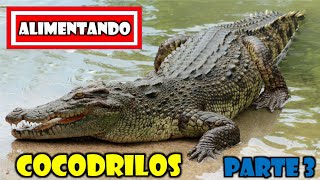 🚨🚨 Alimentando Cocodrilos (Part. 3) 🐊🤯