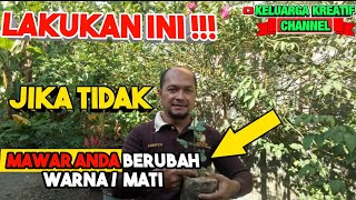 cabut tunas dari batang pokok mawar