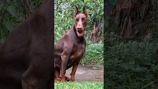 Dobermann europeu 🇷🇺🇧🇷🏆 ##dobermann #pet #puppy #dobermanpinscher #doberman #pets #dog #doglover