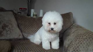 Champion Bichon Frise Nicely Groomed - Retired Show Dog