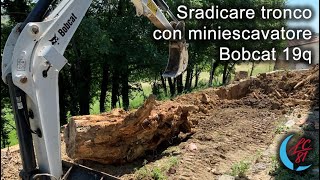 Rimozione tronco interrato con mini escavatore bobcat 19q