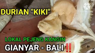 BERBURU ENTRES DURIAN KIKI || LOKAL PEJENG GIANYAR - BALI ‼️