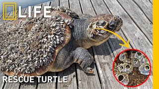 Saving sea turtles: Removing painful barnacles | Animal rescue compilation