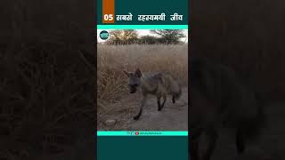 AardWolf - सबसे रहस्यमयी जीव 05 #shorts #youtubeshorts #shortsvideo