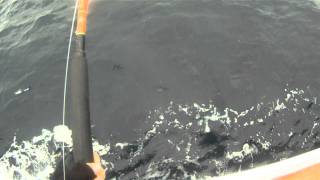 Yellowtail & tuna catches