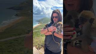 Play with monkeys on St. Kitts