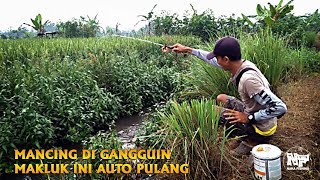 MICRO FISHING | MANCING DIGANGGUIN MAHKLUK INI AUTO BALIK KANAN #microfishing #mancingnilem