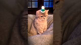 Unbelievable! My Cat's Honest Thoughts 🤯🐱 | Viral Cat Video#cat #vairalshort