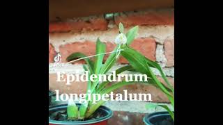 Epidendrum longipetalum