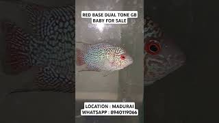 Red base dual tone GB baby for sale