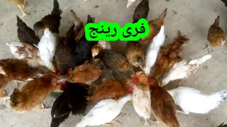 Free range poultry farming , فری رینج پولٹری فارمنگ ، ہمارے ساتھ پارٹنرشپ پہ کام کریں