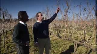 2014 Harvest by Miguel Pessanha - Vinhos Verdes