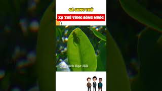 Cá cung thủ săn mồi #trending #tintuc #khampha #giaitri #funny #yeah #reviewphim