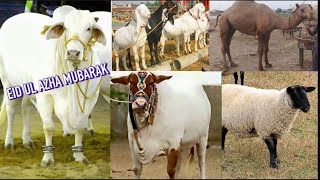 Eid-ul-Adha 2022 |Cow Mandi |Bakra mandi 2022|Islamabad vlog|