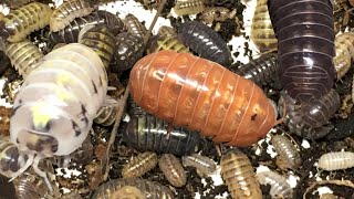 Armadillidium vulgare St. Lucia Isopods: “Forbidden Jelly Beans”