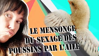 comment sexer les poussins le mensonge du sexage par l'aile