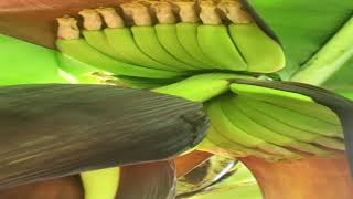 Cavendish Banana - Pruning and Caring for Banana Trees