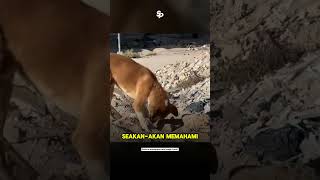 Ketika seekor anjing lebih berempati daripada manusia! 🐶🐱