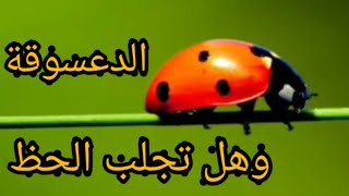 الدعسوقة