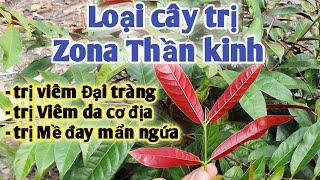 Bài thuốc trị Zona thần kinh, viêm đại tràng, mề đay mẩn ngứa, viêm da cơ địa. PHAN HẢI Vlog