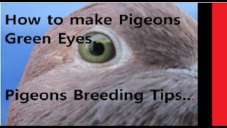 Neeli ankh kaisey banayi Jaye Pigeons Breeding Tips Requested video..