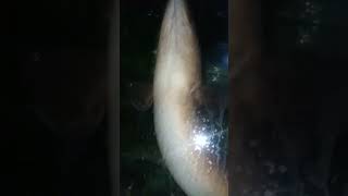 ikan sidat jumbo.jenis marmorata 8 kg up di aquarium. suapin makan.sidat makan lahap.