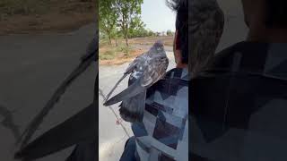 Kabutar king !! #pigeon #video #viral #shortvideo #youtubeshort #birds