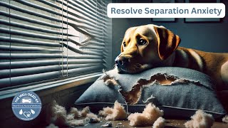 Canine Coaches Discuss Separation Anxiety