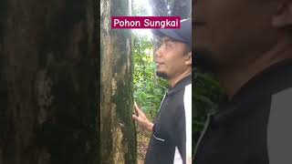 BENTUK POHON SUNGKAI Peronema canescens