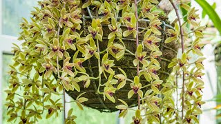 Episode 4 Cymbidium 'Sweet Devon Sweet' and Ascofinetia 'Cherry Blossom'. May 2021