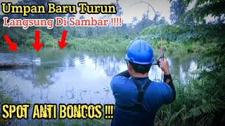 Umpan Baru Turun Langsung Di Sambar || Casting Gabus