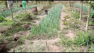 Jardin agro écologique de Tobor.