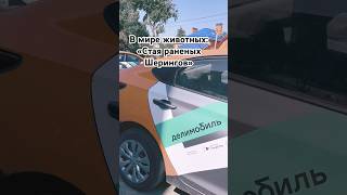 Автосервис у дома #авто #car #carsharing #ремонт #сервис  #делимобиль