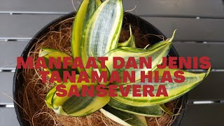 MANFAAT DAN JENIS TANAMAN HIAS SANSEVIERIA