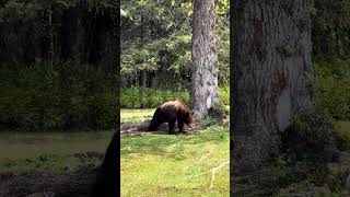 Urso preguicinha, se esticando todo. #urso #bear #alaska