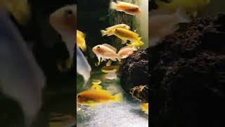 WATER QUALITY AQUARIUM#shorts #aquarium #fish