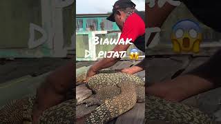 Parah‼️⚠️biawak ini Suka dipijat❕#biawak #buaya #reptil #shorts