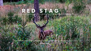 EXTREMLY close RED STAG encounter | DEER HUNTING 2022