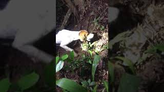 Dogs bark manicoo hole Trinidad, (2021 hunting season)