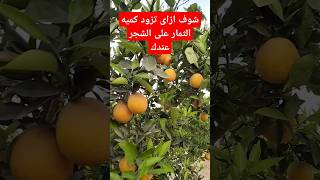 شوف ازاى تخلى الشجر عندك يشيل ثمار كتير #زراعه #اكسبلور #agriculture