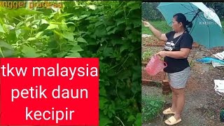 TKW MALAYSIA PETIK dAUN KECIPIR MAU DI MASAK