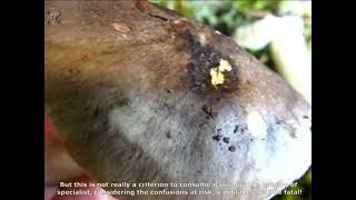 Tricholoma portentosum. Champimaginatis. English Text.