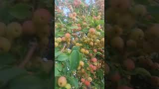 love apple tree# youtube#shorts#vedio short #