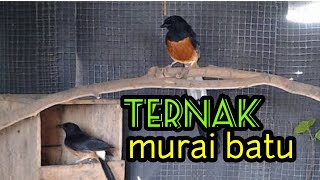 Belajar Ternak Burung Murai Batu