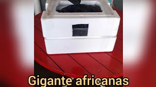 Cliente recebendo as minhocas gigantes africanas