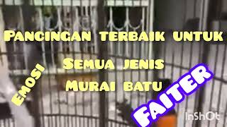 Pancingan terbaik untuk semua jenis murai batu#muraigacor#pemulakicaukicau