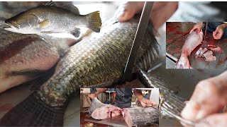 This man machine cut many tilapia fish with great skill | Amazing view of fish cutting| Fish Cutting